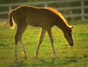 horse.jpg