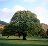 Irish_Tree.jpg
